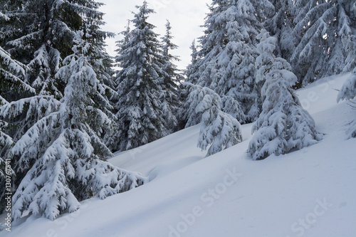Winter forest in snow with lot of fir-tree