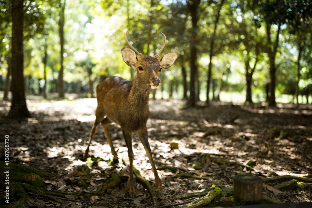 Deer in nara park