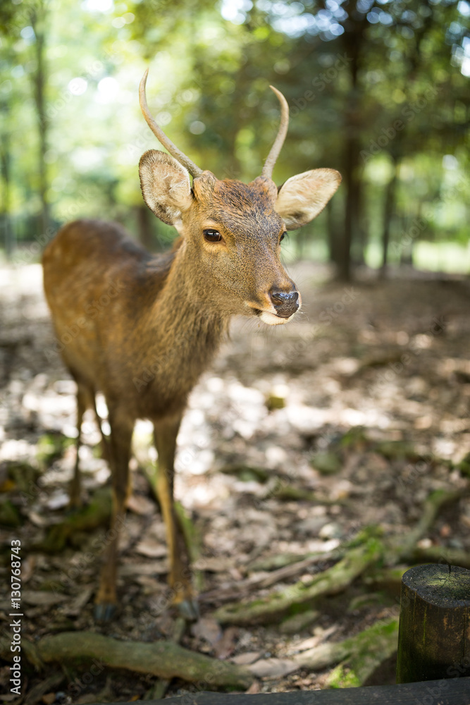 Obraz premium Deer in park
