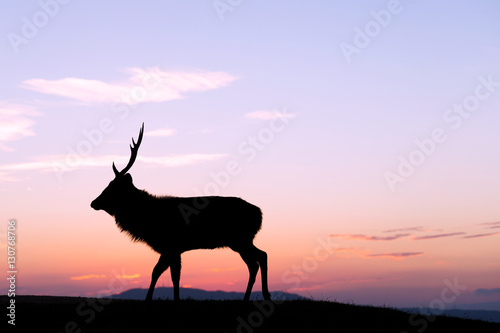 Deer Buck on highland with sunset
