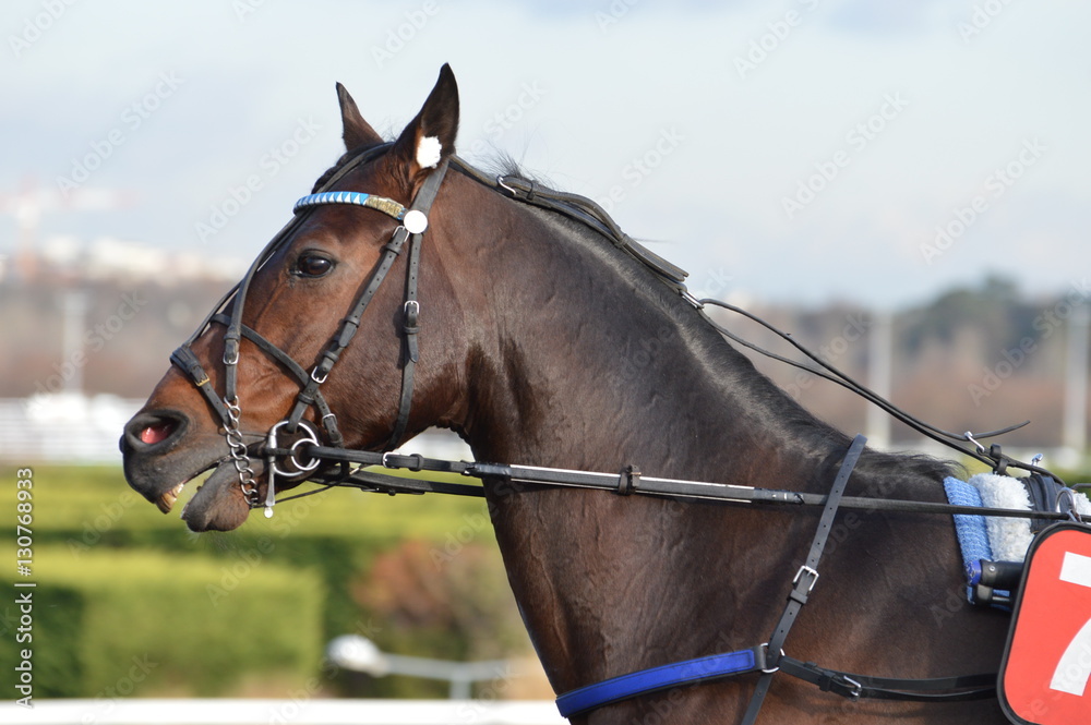 Fototapeta premium trotteur