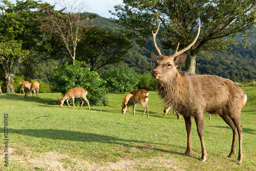 Deer in mountain of Nara in Japan