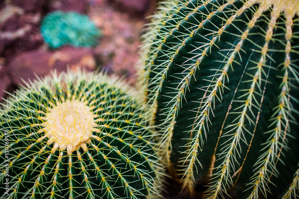Barrel cactus Barrel cactus