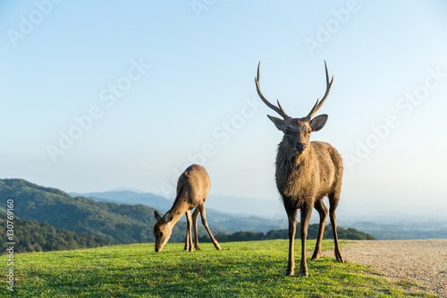 Deer Buck on mountain © leungchopan