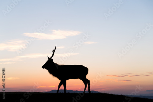 Fallow deer silhuette with a colorful sunset