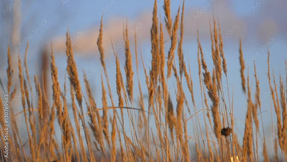 Brown grass on blue sky background in winter.