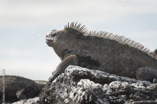 Marine Iguana Profile, Isabela Island, Galapagos © Betty Sederquist