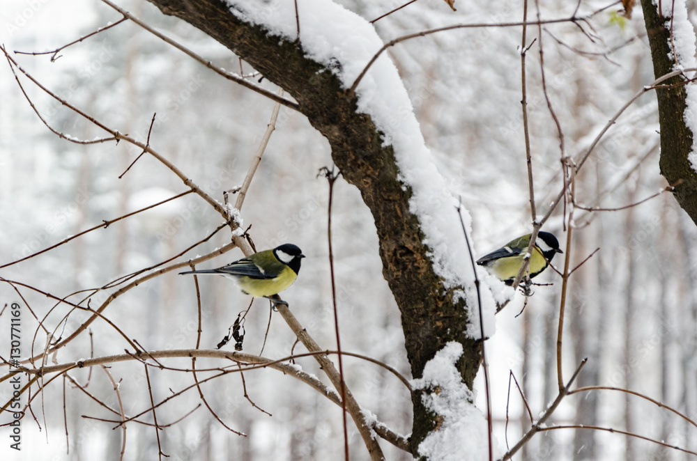 Obraz premium sikora siedzi na gałęziach w zimowym lesie