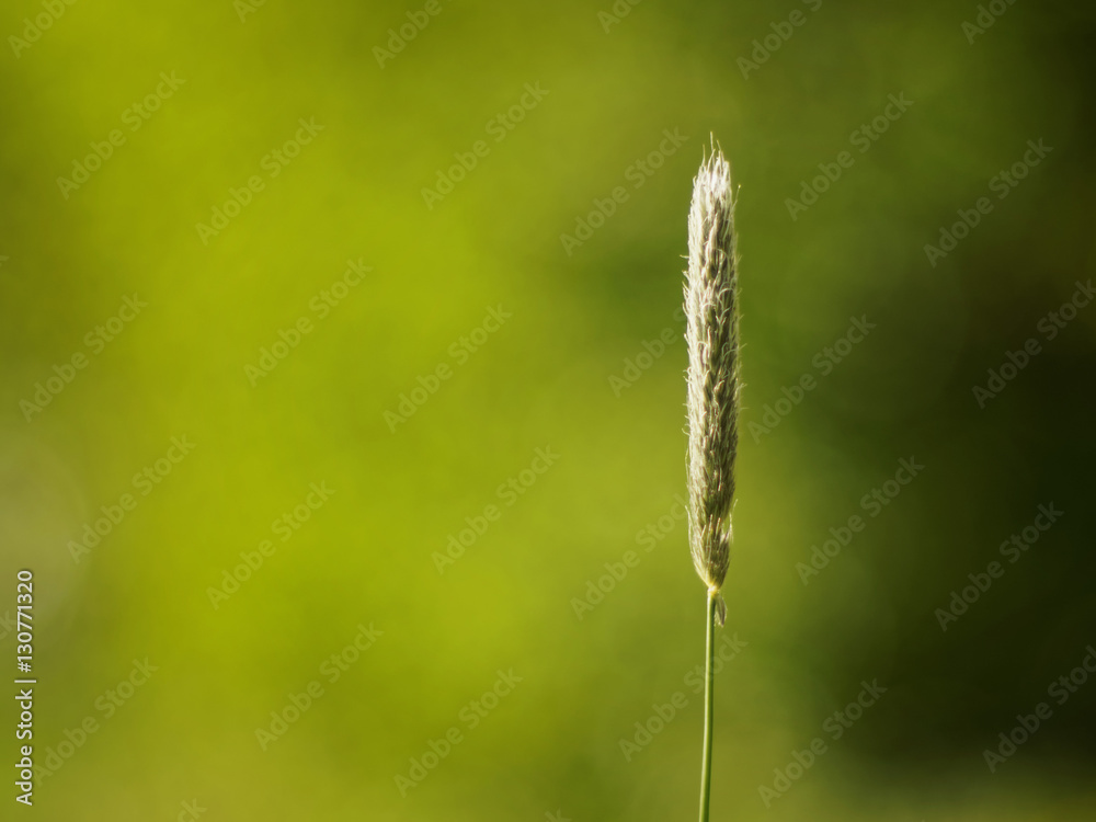 only grass only grass