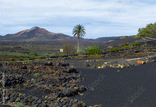 Vineyards of La Geria, Lanzarote (Spain) photo