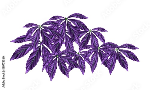 cannabis, cannabis leaf, photo