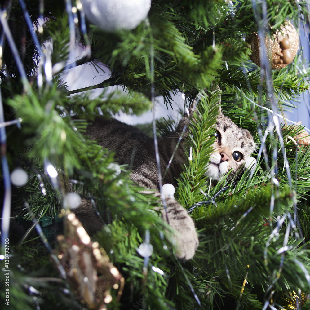 Fototapeta premium Cat on Christmas tree. New Year