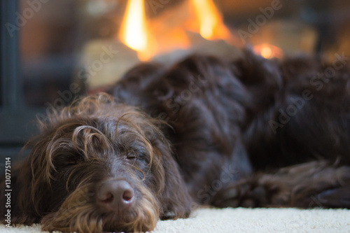 Canvas Print Furry brown dog sleeping in front of fireplace