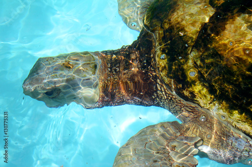 Sea Turtle up close