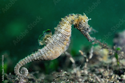 Seahorse