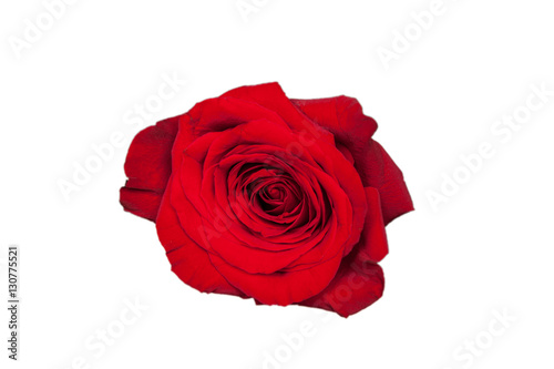 Red rose isolated on white background. A close up macro shot of a red rose. Bed of Red Roses with Vignette