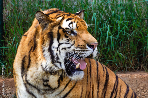Wild Bengal Tiger Panthera Tigris  face and eyes closeup in ranthambore national park  India.
