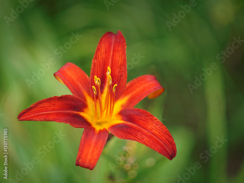 red lily and a blurry green background
