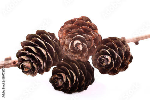 Decorative brown twig with cone isolated on a white background