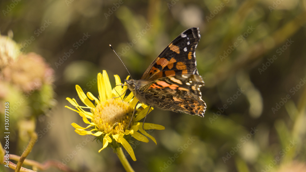 Obraz premium Mariposa Chilena