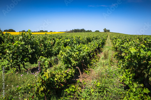 The vineyards along the famous wine route in Alsace, France