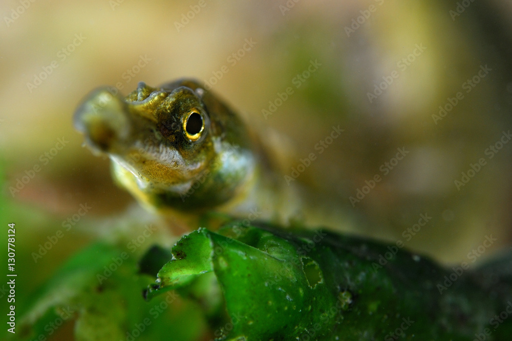 Obraz premium Greater pipefish