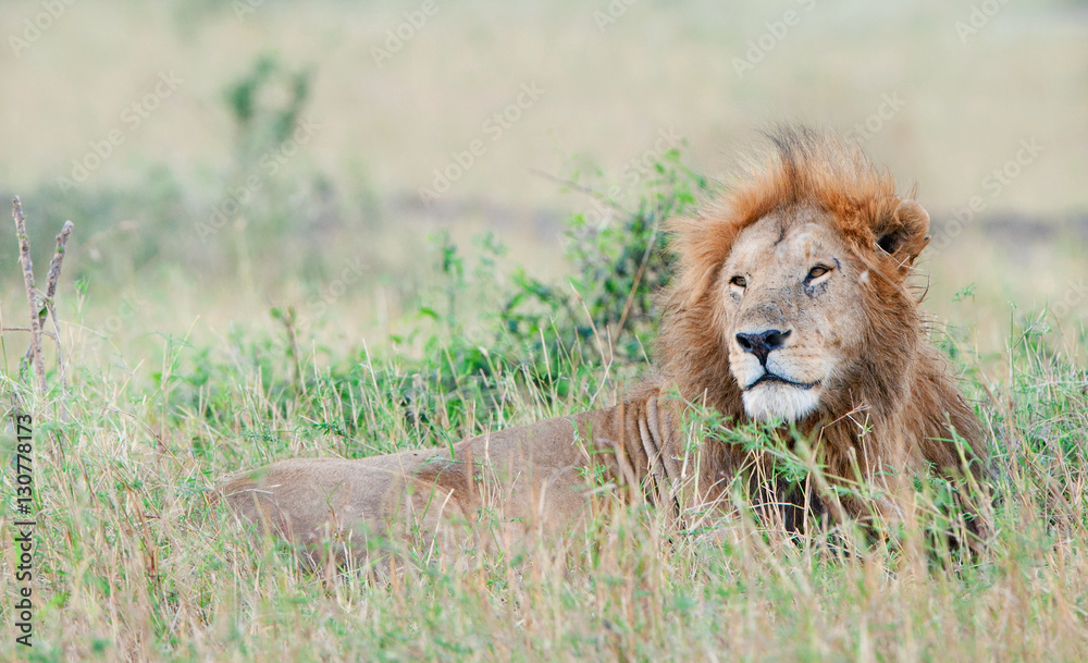 Lion having a rest. Lion (Panthera leo nubica), known as the East African or Massai Lion Lion having a rest. Lion (Panthera leo nubica), known as the East African or Massai Lion