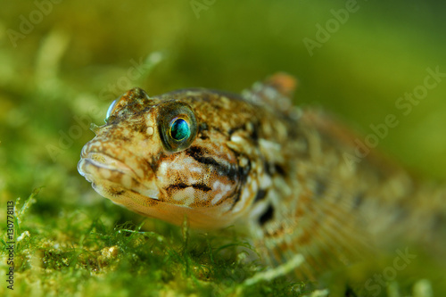 Goby