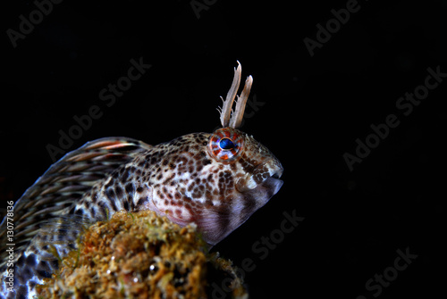 Tentacled Blenny