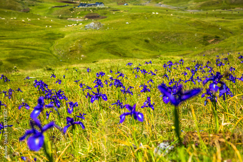 Fototapeta Naklejka Na Ścianę i Meble -  blue flowers field on a mount slope