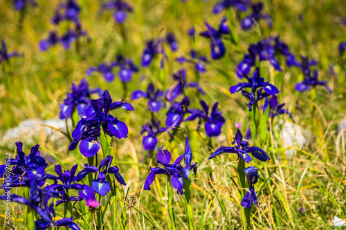 Fototapeta Naklejka Na Ścianę i Meble -  blue flowers field on a mount slope
