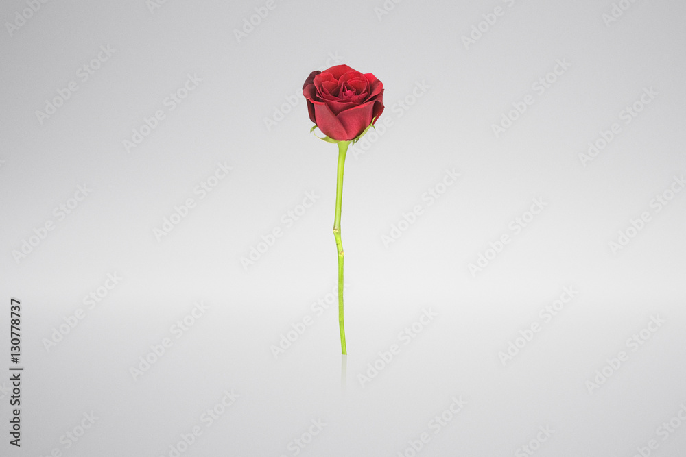 Single red rose