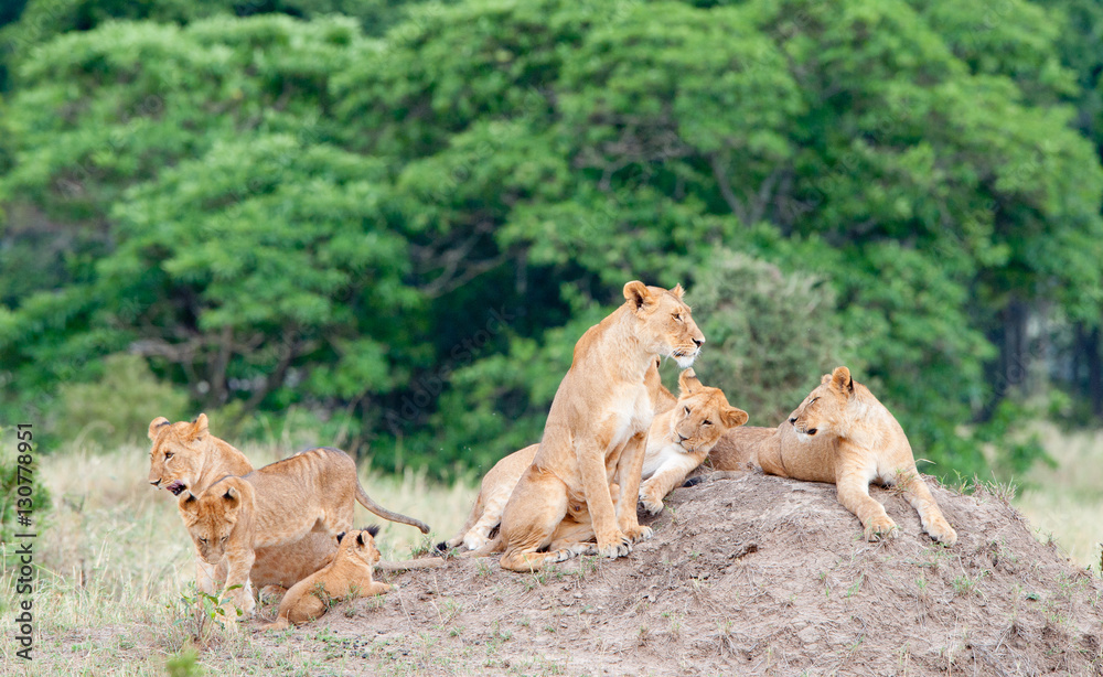 Naklejka premium Group of young lions on the hill. The lion (Panthera leo nubica), known as the East African or Massai Lion