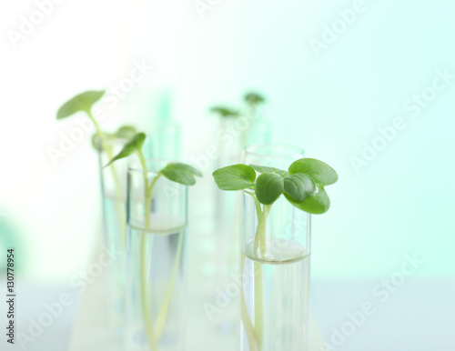 Plants in test tubes on light background