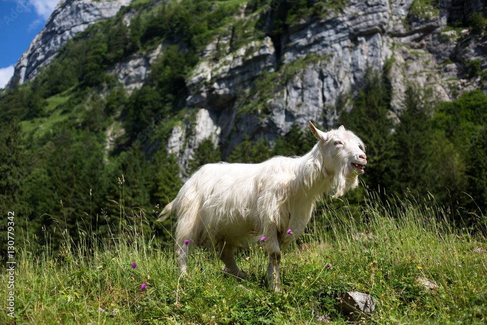 Obraz premium White goat grazing on the mountain medow on a summer day