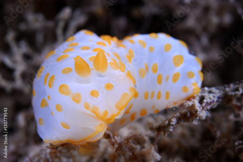 Nudibranch Gymnodoris rubropapulosa