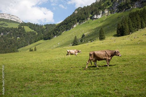 Cows grazing on an alpine pasture in high mountains, ringing with their bells