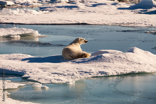 Sunbathing polar bear in ice landscape