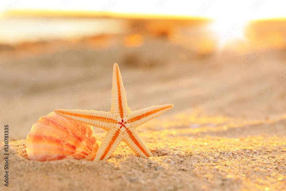 Starfish and shell on sea coast sand, close up view Starfish and shell on sea coast sand, close up view