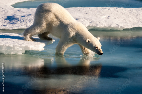 Polar bear taking bath