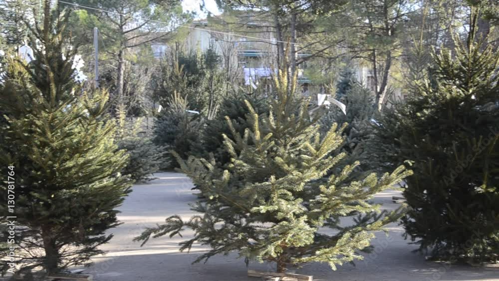 Δένδρο των Χριστουγέννων Vánoční stromek Christmas tree Albero di natale עץ חג המולד Choinka Weihnachtsbaum Pom de Crăciun 圣诞树 Julgran Árvore de Natal Árbol de Navidad Christbaum Sapin de Noël