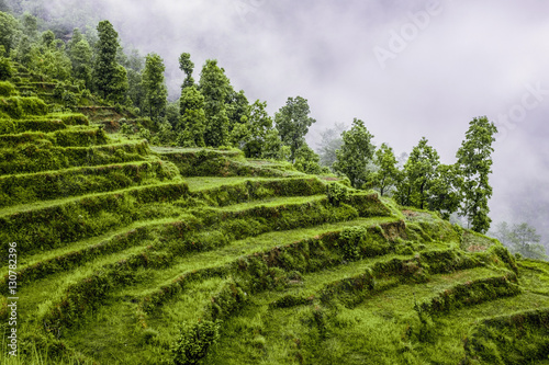 Green terraced rice fields in Nepal in cloudy weather