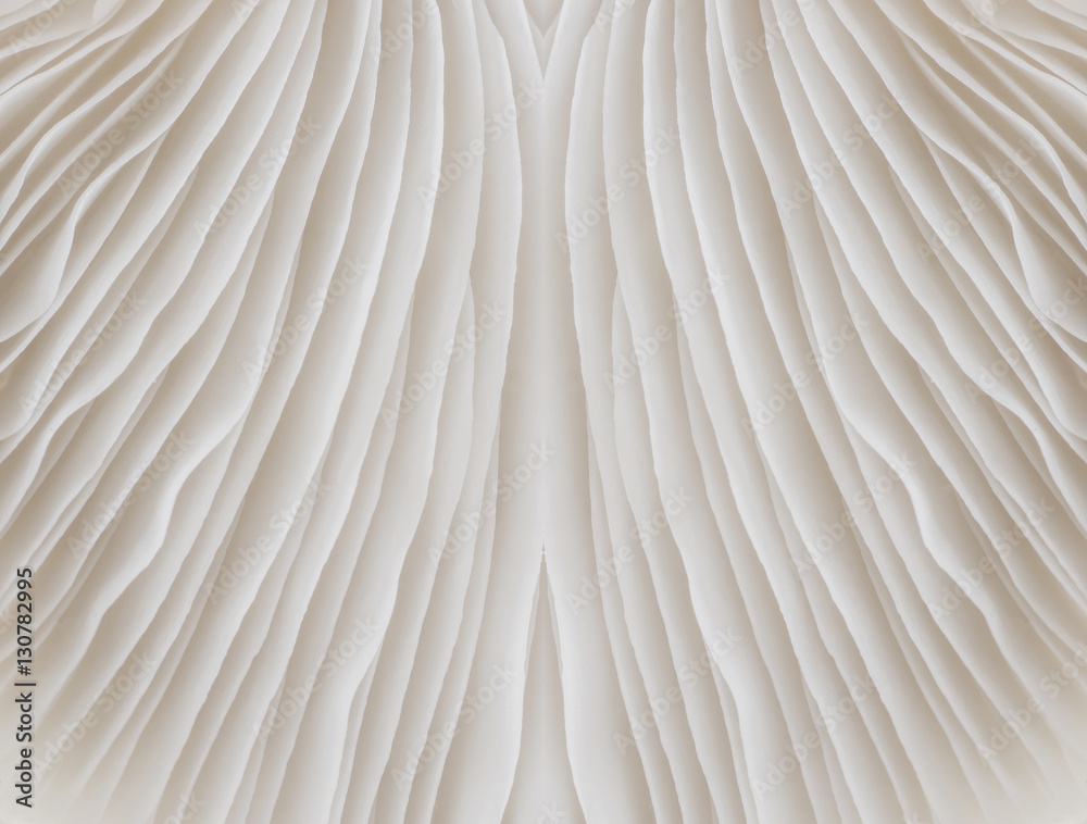 abstract background macro image of Sajor-caju Mushroom abstract background macro image of Sajor-caju Mushroom