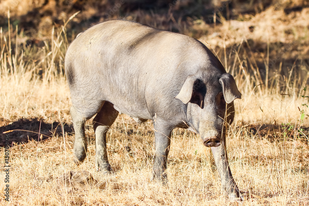 Iberian pig feeding acorn in Huelva Mountains in Jabugo, Huelva Iberian pig feeding acorn in Huelva Mountains in Jabugo, Huelva