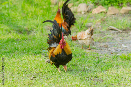 close up portrait of bantam chicken, Beautiful colorful cock