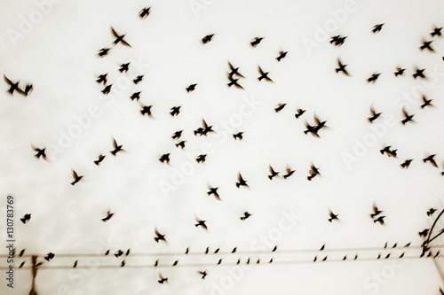 Flock of Birds