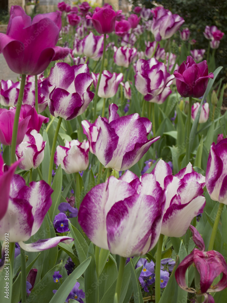 Obraz premium Purple and White Tulip bed