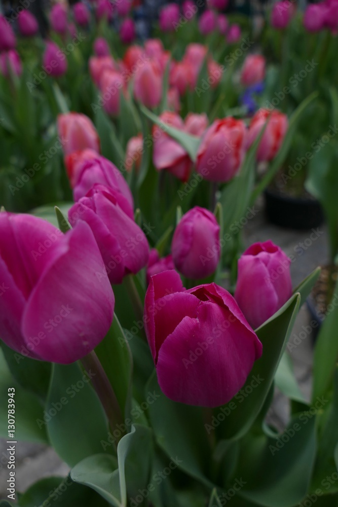 Obraz premium tulips