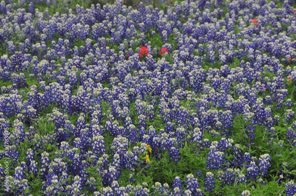 Texas Bluebonnets Texas Bluebonnets