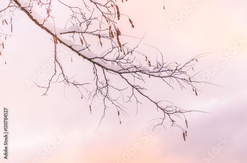 Winter snow covered tree branches